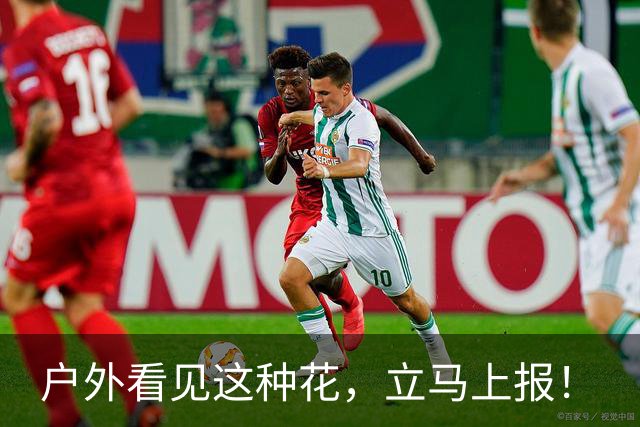 户外看见这种花，立马上报！